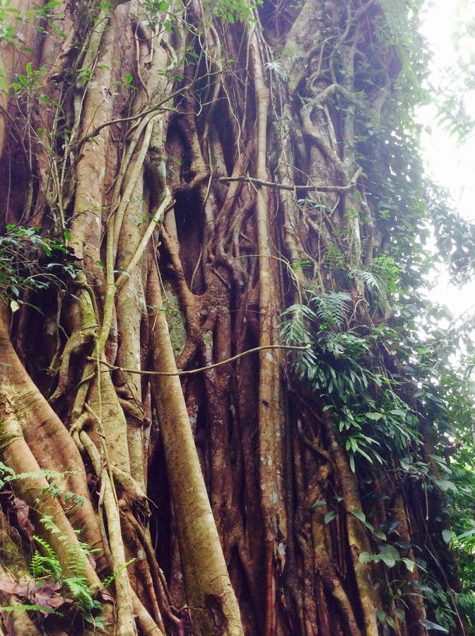 Natural Mystic Sanctuary เดนิยายา ภายนอก รูปภาพ