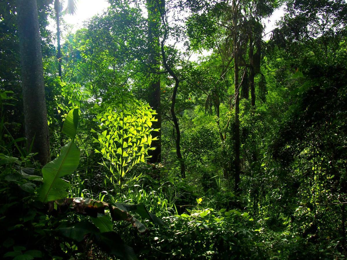 Natural Mystic Sanctuary เดนิยายา ภายนอก รูปภาพ