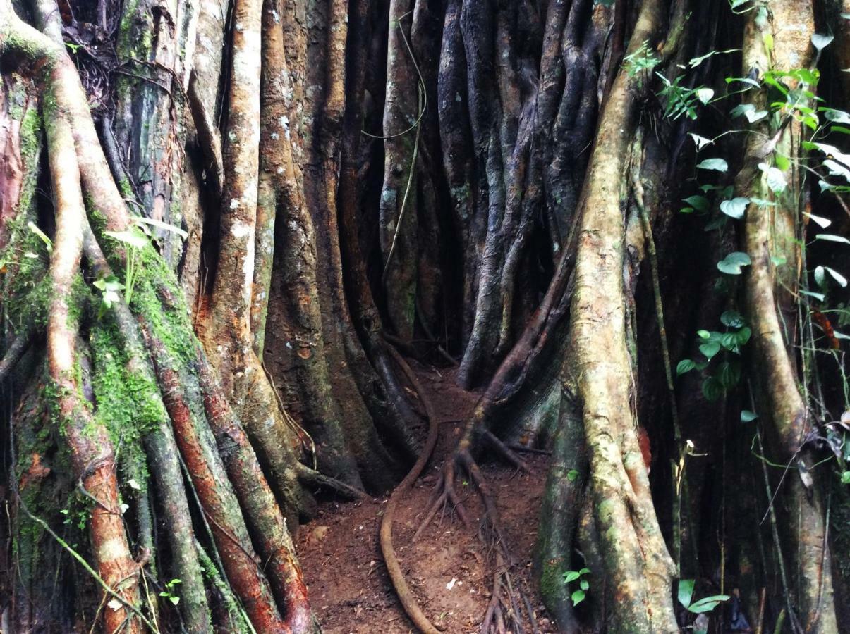 Natural Mystic Sanctuary เดนิยายา ภายนอก รูปภาพ